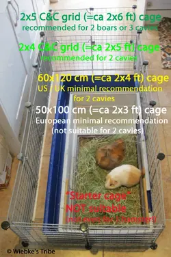 Minimum guinea pig shops cage size