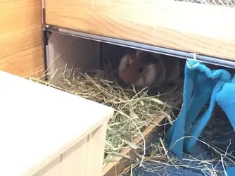Guinea pig hiding under hayloft.webp