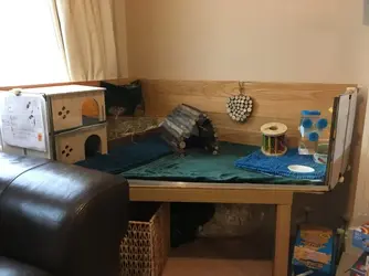 Perspex front corner guinea pig cage.webp