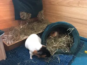 possibly pregnant guinea pig.webp