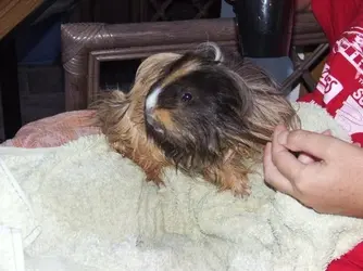 guinea pig salon.webp