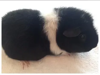 Oreo.webp