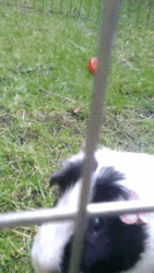 giphy (1).gif