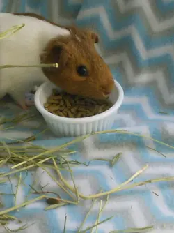 Hammy.webp