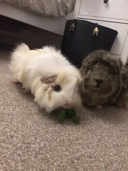 rosie and betsy 1.webp