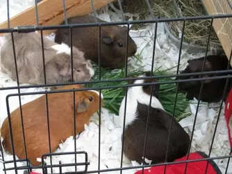 Minnie, Minky, Mousey, Mitch & Mother 2013-08-18.webp Minnie, Minky, Mousey, Mitch & Mother 2013-08-18.webp