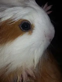 White guinea pig fashion with blue eyes