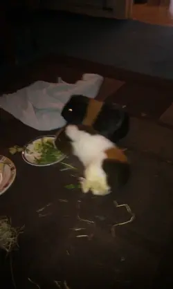 IMAG1604.webp IMAG1604.webp