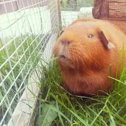 Esme grass.webp