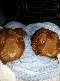 wet pigs.webp