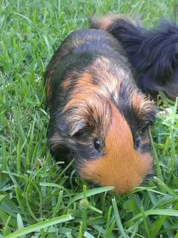 pigs1.webp