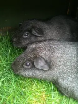 larry and dusty.webp