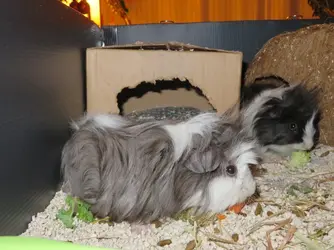 Snoopy & Little Mrs Eating in Cage 2.webp