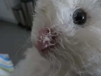 Snowy Nose Abrasion.webp Snowy Nose Abrasion.webp