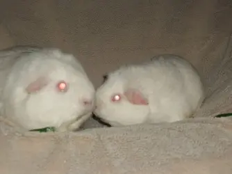 pets 001.webp pets 001.webp