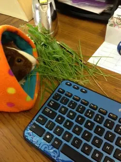 Boris Pig helps out.webp