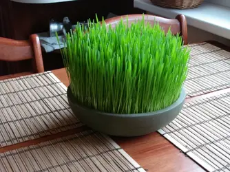 wheatgrass.webp