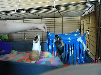 DSCN6332.webp