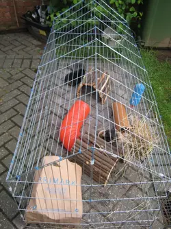 Piggy Playground.webp Piggy Playground.webp