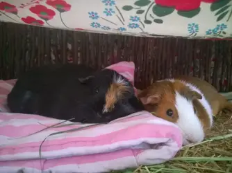 pepsi and lydia.webp