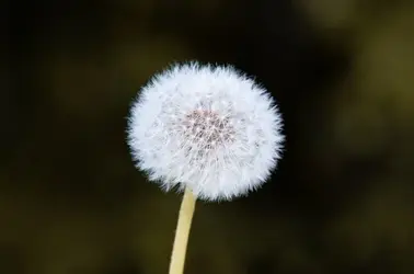 dandelion-1447676_960_720.webp