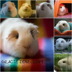 BeFunky Collage.webp