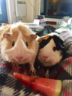 piggies.webp piggies.webp