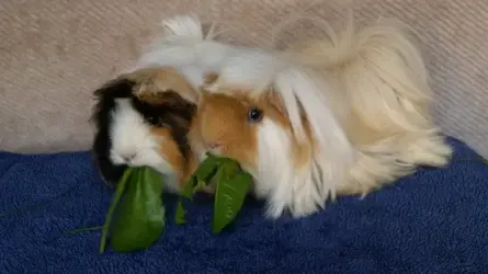 2017 Pippin and Nutmeg.webp