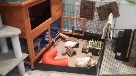 2017-06-06 Piggies (2).webp