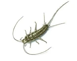 silverfish-illustration_1500x1200.webp