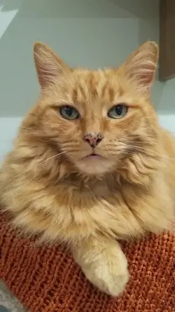 2017-05-20 Kitties (4).webp