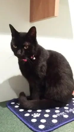2017-05-20 Kitties (1).webp