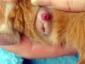 3 week boar.webp
