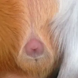 3 week baby boar from boar guide_edited-1.webp