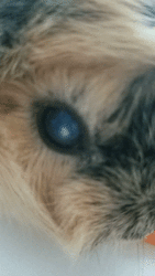 17439.gif
