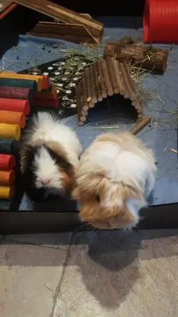 2017-06-27 Piggies (5).webp