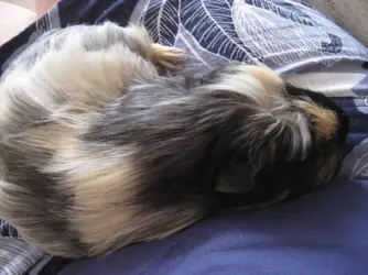 Betsy relaxing 2.webp Betsy relaxing 2.webp
