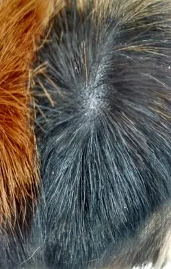 Flash Dandruff.webp
