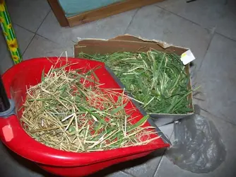100_6959 (2).webp
