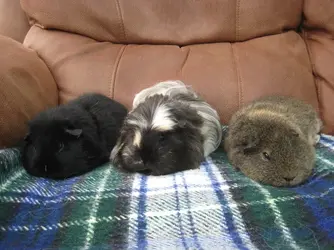 Sleepy girlies.webp Sleepy girlies.webp