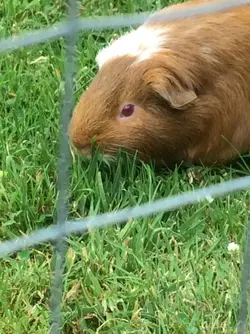 tubz grass.webp