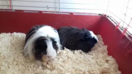 PIGGIES 2.webp
