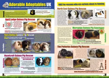 Adoptables.webp