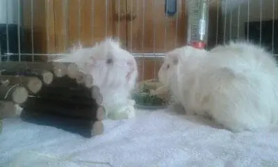 Del and Gerry.webp