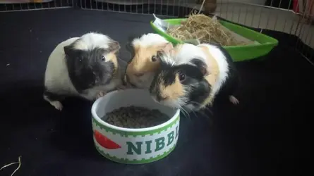 Little Dude Chicco and Groucho.webp