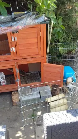 How Many Guinea Pigs Can You Get In The Bluebell Hideaway Hutch From Pah The Guinea Pig Forum