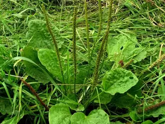 Plantago_major_SZ356869_Freshwater_MCotterill_IWNHAS.webp Plantago_major_SZ356869_Freshwater_MCotterill_IWNHAS.webp