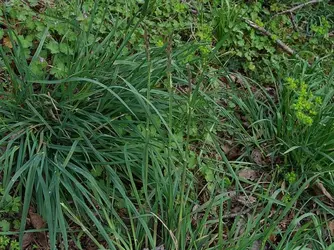 Dactylis_glomerata_e699ddb4.webp