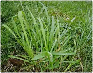 w-couch-grass.webp