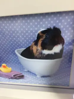 jambo bath.webp jambo bath.webp